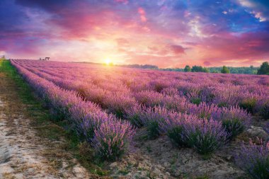 Valenzo yakınlarındaki lavanta tarlası yaz günbatımı manzarası. Provence, Fransa. Yüksek kalite fotoğraf