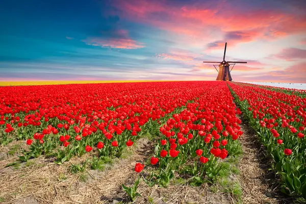 Laleli manzara, geleneksel yel değirmenleri ve Zaanse Schans, Hollanda, Avrupa 'daki kanal yakınlarındaki evler. Yüksek kalite fotoğraf