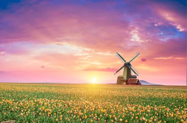 Laleli manzara, geleneksel yel değirmenleri ve Zaanse Schans, Hollanda, Avrupa 'daki kanal yakınlarındaki evler. Yüksek kalite fotoğraf