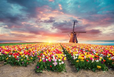 Laleli manzara, geleneksel yel değirmenleri ve Zaanse Schans, Hollanda, Avrupa 'daki kanal yakınlarındaki evler. Yüksek kalite fotoğraf