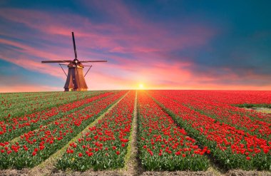 Laleli manzara, geleneksel yel değirmenleri ve Zaanse Schans, Hollanda, Avrupa 'daki kanal yakınlarındaki evler. Yüksek kalite fotoğraf