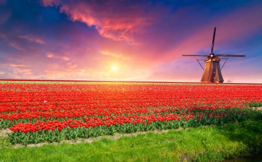 Laleli manzara, geleneksel yel değirmenleri ve Zaanse Schans, Hollanda, Avrupa 'daki kanal yakınlarındaki evler. Yüksek kalite fotoğraf