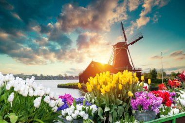 Laleli manzara, geleneksel yel değirmenleri ve Zaanse Schans, Hollanda, Avrupa 'daki kanal yakınlarındaki evler. Yüksek kalite fotoğraf