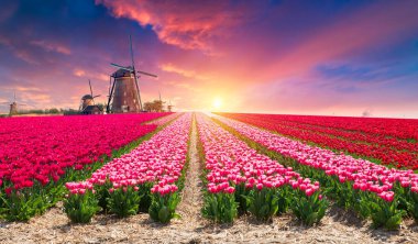 Laleli manzara, geleneksel yel değirmenleri ve Zaanse Schans, Hollanda, Avrupa 'daki kanal yakınlarındaki evler. Yüksek kalite fotoğraf