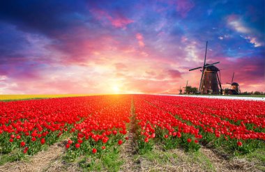 Laleli manzara, geleneksel yel değirmenleri ve Zaanse Schans, Hollanda, Avrupa 'daki kanal yakınlarındaki evler. Yüksek kalite fotoğraf