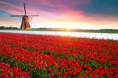 Laleli manzara, geleneksel yel değirmenleri ve Zaanse Schans, Hollanda, Avrupa 'daki kanal yakınlarındaki evler. Yüksek kalite fotoğraf