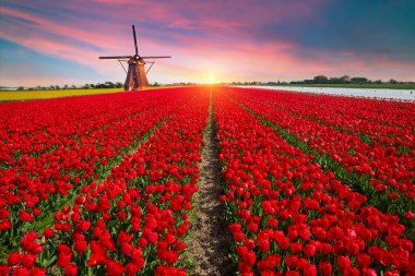Laleli manzara, geleneksel yel değirmenleri ve Zaanse Schans, Hollanda, Avrupa 'daki kanal yakınlarındaki evler. Yüksek kalite fotoğraf