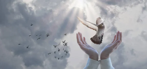 태양을 배경으로 비둘기가 양손을 날아다닌다 — 스톡 사진