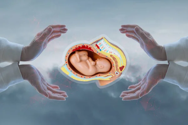 Conceito Apoio Saúde Desenvolvimento Embrião Humano — Fotografia de Stock