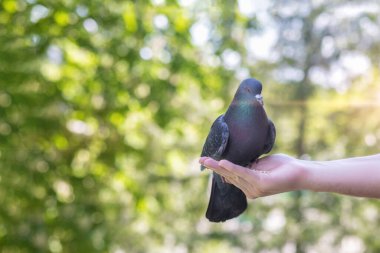 Elleriyle ağaçların bulanık arka planında güvercini besleyen bir insan..