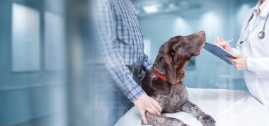 Köpekler için veteriner kliniğinde tedavi kavramı.
