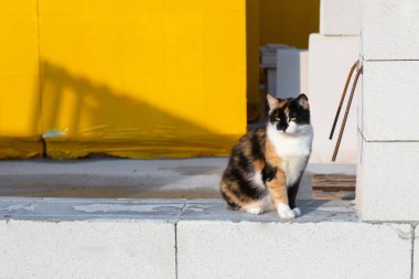Kedi inşaat alanının arka planındaki pencere pervazında oturur..