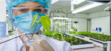 The laboratory assistant examines a prototype plant on a blurred laboratory background. clipart