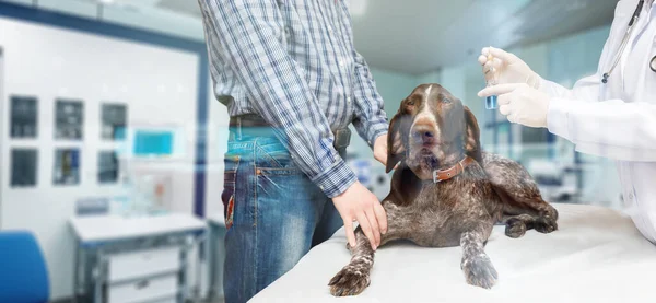 Conceito Diagnóstico Tratamento Doenças Dos Animais Estimação Cão — Fotografia de Stock