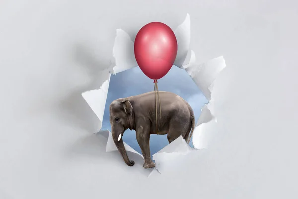 The concept of discounts and bonuses and sales. The elephant flies out on a ball through a hole in the paper.