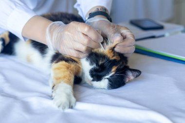 Bulanık arka planda evcil bir kedinin kulağını temizleyen bir doktor..