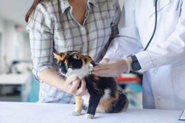 Kedilerde teşhis ve hastalıkların tedavisi kavramları. Klinikte geçmişi olan bir doktor..