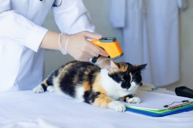 Doktor bulanık bir arka planda evcil bir kedinin ateşini ölçüyor..