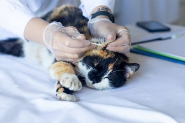 Doktor, klinikte hasta bir kedinin kulağını temizliyor..