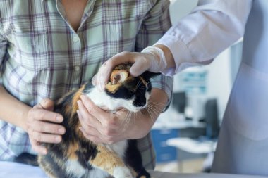 Klinikte hasta bir kediyi okşayan bir doktor..