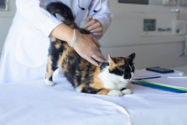 Veteriner kliniğinde kedi besleyen bir doktor. Evcil hayvan bakımı ve tedavisi kavramı.