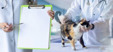 Doktor ve hasta bir kedinin tedavisi için kontrol listesi. Evcil hayvan bakımı ve tedavisi kavramı.