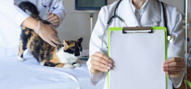 Veterinerlik kliniklerinde kedilerin teşhisi ve tedavisi.