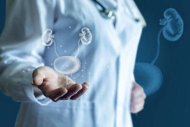 Doktor mavi arka planda mesanenin ve böbreklerin robot resmini gösteriyor..