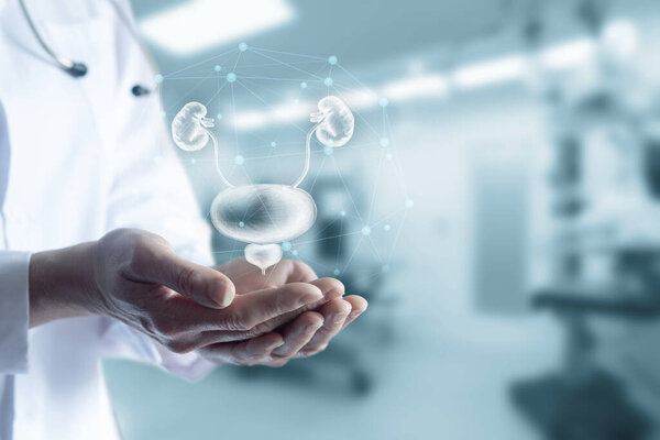 Concept support health of the genitourinary system. Doctor shows the bladder kidneys and prostate gland.