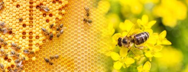 Bees interact with flowers and produce honey in honeycombs. clipart