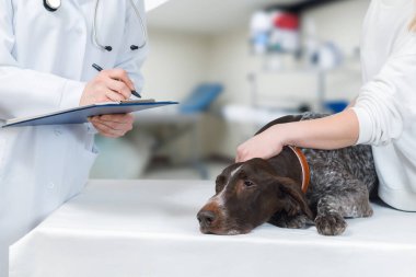 Veterinary care and diagnostics. The concept of a professional approach to veterinary medicine. clipart