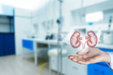 Laboratuvar ortamında böbrek modelini gösteren eller. Laboratuvar ortamında bir çift böbrek açık elin üzerinde belirir..