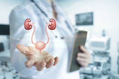 Bir sağlık çalışanı modern bir klinikte elinde böbrek ve mesanenin dijital görüntüsünü sergiliyor. Çevre tıbbi teknolojiyle donatılmıştır..