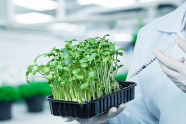Laboratuvar önlüğü giymiş bir insan kontrollü bir ortamda bir tepsi taze fidan tutar. Şahıs, sağlıklı bir büyüme sağlamak için şırınga ile besin veya tedavi uygulamaya hazırlanıyor..
