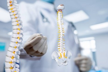 İnsan omurga anatomisinin karmaşık yapısını anlamak. Bir tıp uzmanı, eğitimi vurgulayan klinik bir ortamda omurga anatomisini bir modelle gösterir..