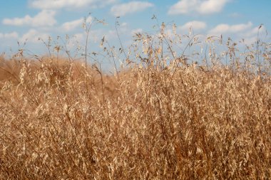 Background image of long, tall grass, red wild oat, against blue summer sky on a hot day with small white fluffy clouds in deep, rich tones