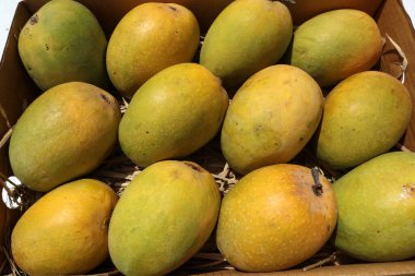 Alphanso Ratnagiri Mangoları satmak ve almak için bir kutuya yerleştirilmiş, Mango Arka planı.