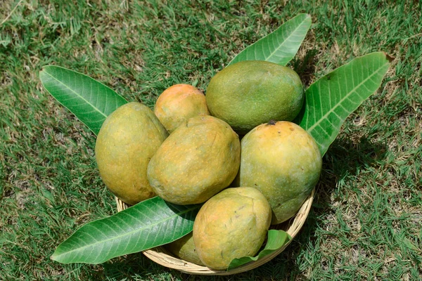 Succosa Mango Foglie Mango Nel Cestino Sfondo Erba — Foto Stock