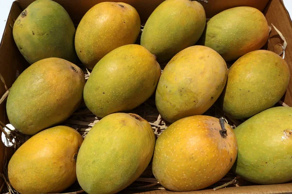 Alphanso Ratnagiri Mango Organizzato Una Scatola Vendere Acquistare Mango Background Foto Stock