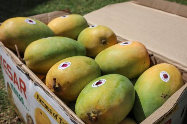 Özel Gir Kesar mangolu bir kutu mango. Mango meyvesi.