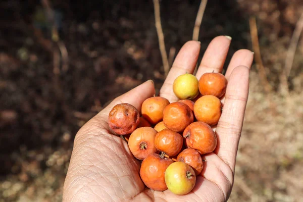 Ber or Bora fruits heap, known as indian plum or jujube berries. Plucked in village from wild tree