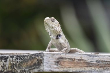 Ormanda oturan Doğu bahçe kertenkelesinin yakın çekimi. Değiştirilebilir kertenkele
