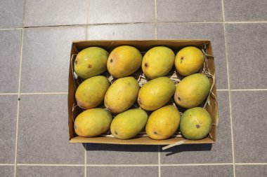 Alphanso Ratnagiri Mangoları satmak ve almak için bir kutuya yerleştirilmiş, Mango Arka planı.