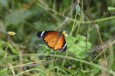 Güzel, sade kaplan kelebeği yeşil arka planda, çiçeklerin üzerinde açık kanatlar. Ayrıca Afrika hükümdarı olarak da bilinir, danaus chrysippus