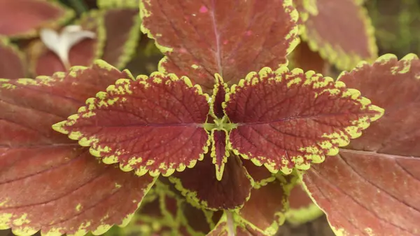 Coleus, Boyanmış Nettle veya Plectranthis scutellarioides 'in üst görüntüsü açık yeşil leabes ile kırmızı turuncudur.