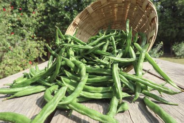 Rangoli, Diwali ve tüm Hint festivalleri için tasarım yapıyor. Güzel Rangoli geçmişleri var. Kırmızı çiçek Rangolis