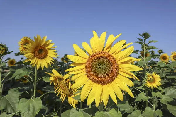 sunflower, sunflowers, flower, yellow, yellow flowers, field, farm, farming, agriculture, agricultural, blossom, bloom, blooming, sky, blue sky, sunflower field, sun flower, big, leaves, india, indian, maharastra, bright, nature, garden, pollen, plan