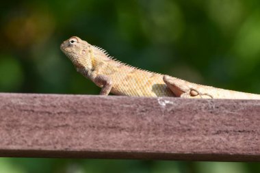 oriental garden lizard also called eastern garden lizard, Indian garden lizard, changeable lizard or common clipart