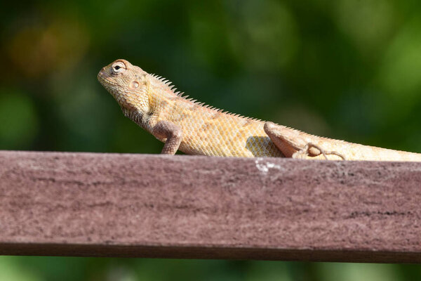 oriental garden lizard also called eastern garden lizard, Indian garden lizard, changeable lizard or common