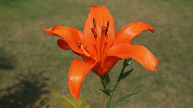 Beautiful Orange lily also known as Tiger lily or Common lily grown in house garden from bulb. clipart